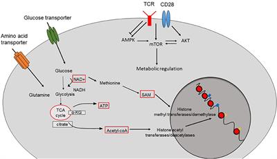 Metabolic Control of Epigenetics and Its Role in CD8+ T Cell Differentiation and Function